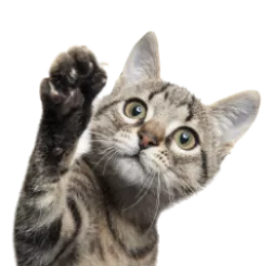 Tool cat