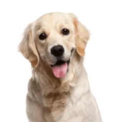 Tool dog