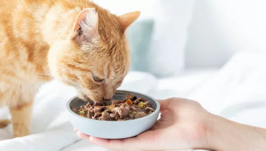 Wet pet food POUCH